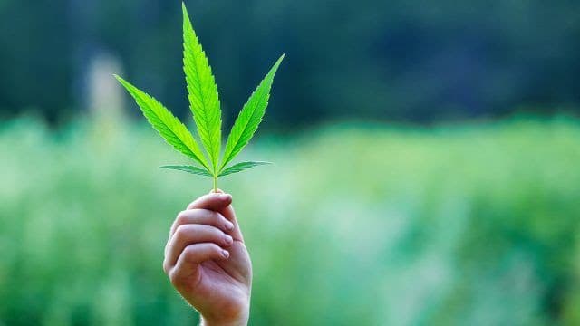 The US-Canada War for Marijuana Talent